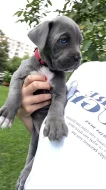 Šedá štěňata Cane Corso