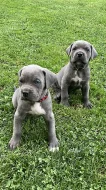 Šedá štěňata Cane Corso