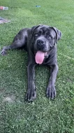 Šedá štěňata Cane Corso