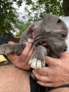 Šedá štěňata Cane Corso