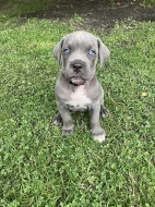 Šedá štěňata Cane Corso