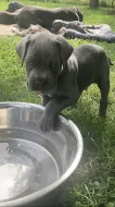 Šedá štěňata Cane Corso