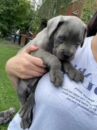 Šedá štěňata Cane Corso