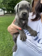 Šedá štěňata Cane Corso