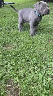 Šedá štěňata Cane Corso