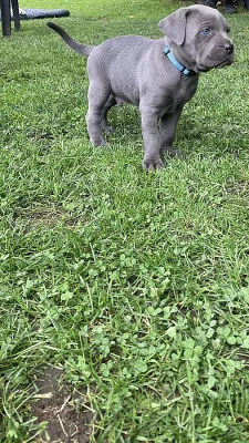 Šedá štěňata Cane Corso