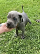 Šedá štěňata Cane Corso