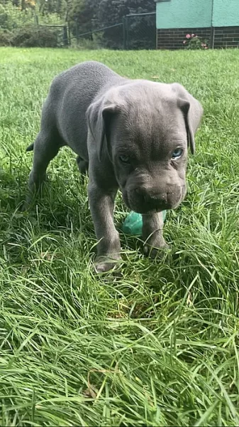 Šedá štěňata Cane Corso