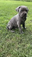 Šedá štěňata Cane Corso