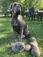 Šedá štěňata Cane Corso