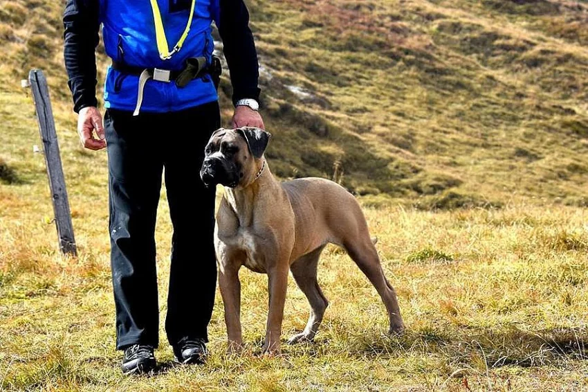Cane Corso štěňata s PP