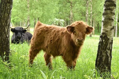 PRODÁME LETOŠNÍHO BÝČKA HIGHLAND