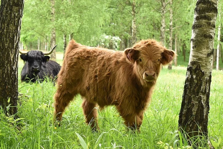 PRODÁME LETOŠNÍHO BÝČKA HIGHLAND