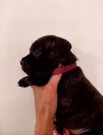 Stafordšírský bulteriér - štěňátka s PP