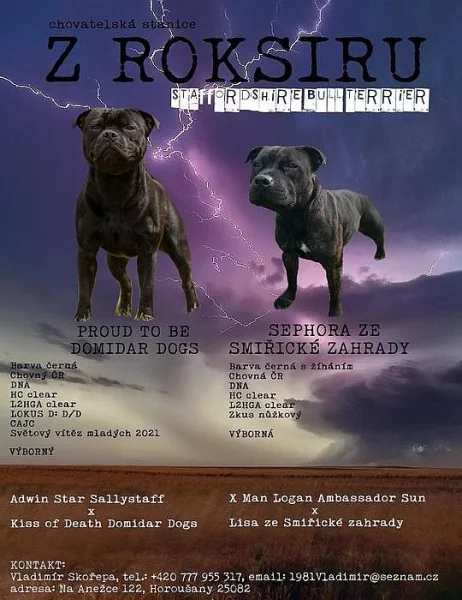 Stafordšírský bulteriér - štěňátka s PP