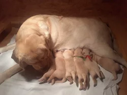 Labradorský retrív- žlutá štěňátka s PP