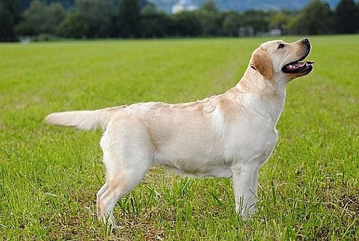Labradorský retrív- žlutá štěňátka s PP