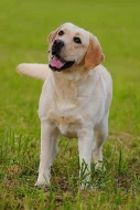Labradorský retrív- žlutá štěňátka s PP