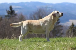 Labradorský retrív- žlutá štěňátka s PP