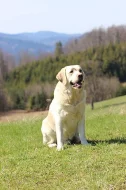 Labradorský retrív- žlutá štěňátka s PP