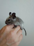 Mláďata osmáka degu