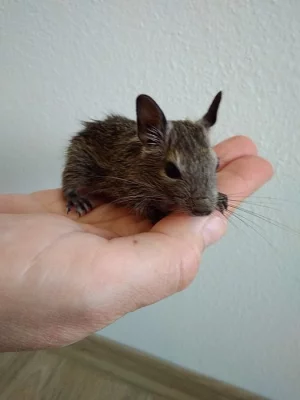 Mláďata osmáka degu