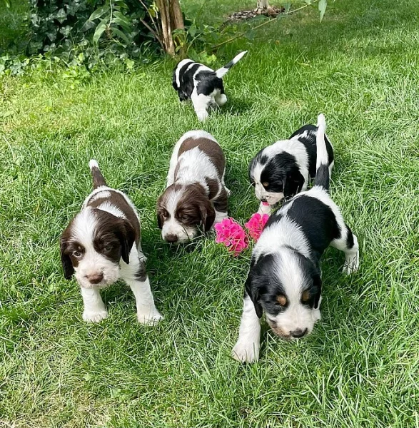 Anglický špringršpaněl