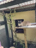 Thajská (Siamská) kočka