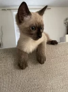 Thajská (Siamská) kočka