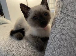 Thajská (Siamská) kočka