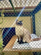 Thajská (Siamská) kočka