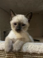 Thajská (Siamská) kočka