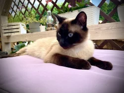 Thajská (Siamská) kočka