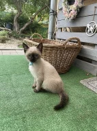 Thajská (Siamská) kočka