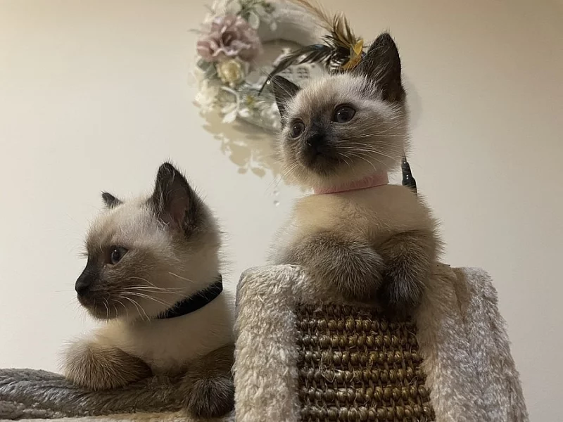 Thajská (Siamská) kočka