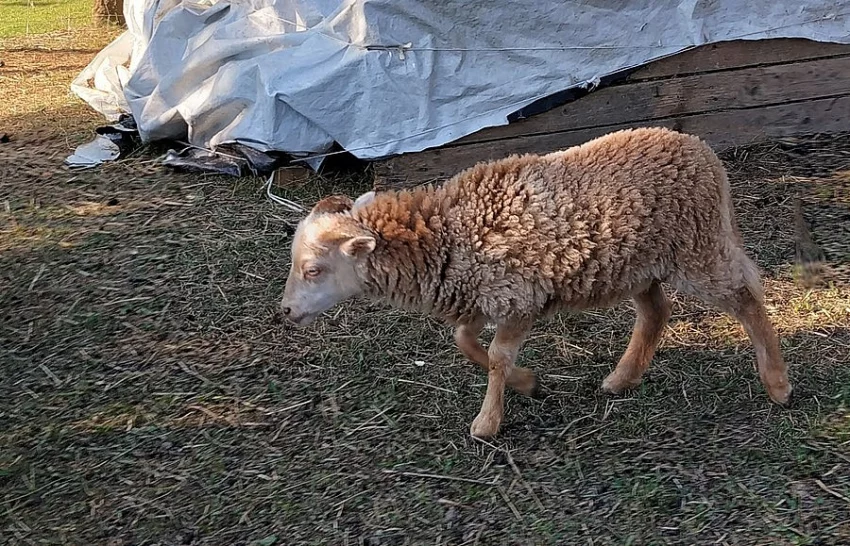 Ouessantský beránek