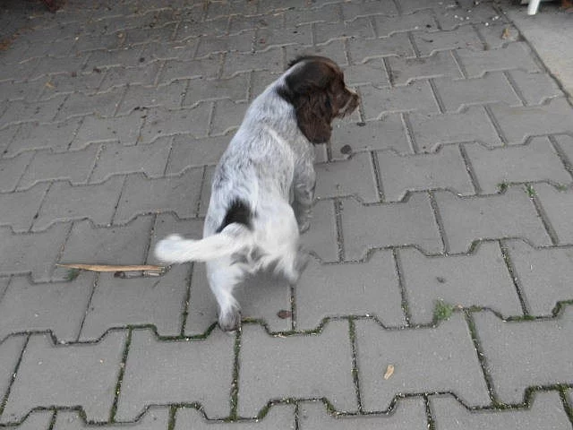 Německý křepelák