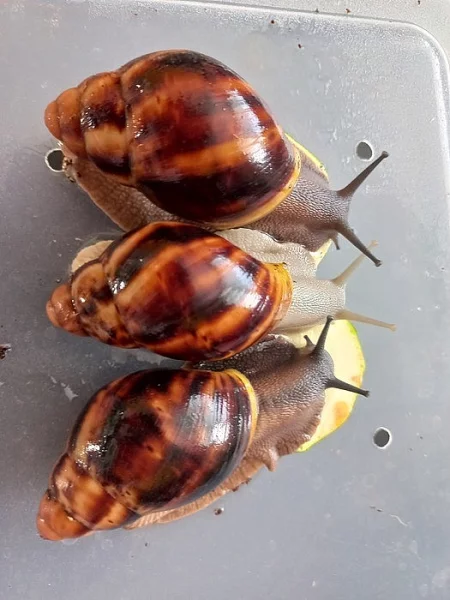 Šneci - archachatina marginata suturalis