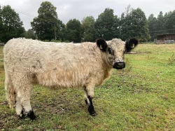 Prodám dvě plemenné jalovice Galloway
