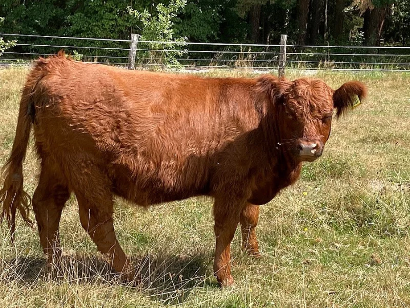 Prodám dvě plemenné jalovice Galloway