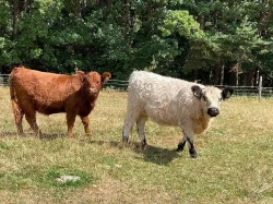 Prodám dvě plemenné jalovice Galloway
