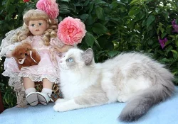 RAGDOLL koťátka