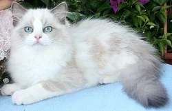 RAGDOLL koťátka