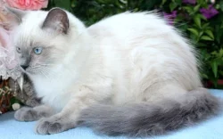 RAGDOLL koťátka