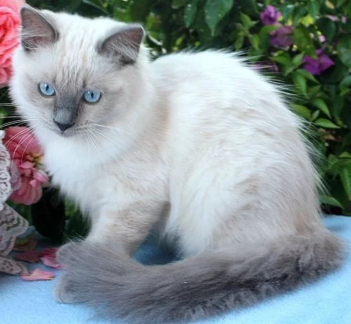 RAGDOLL koťátka