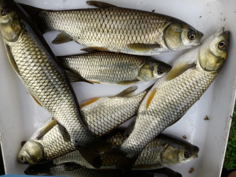 Násadové ryby podzim 2025: kapr, amur, lín, štika...