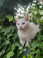 Bílé kotě s heterochromií