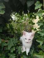 Bílé kotě s heterochromií