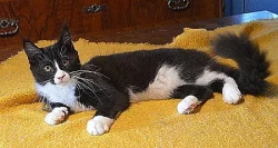 Mainská mývalí s průkazem původu - kočičky