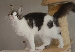 Mainská mývalí s průkazem původu - kočičky
